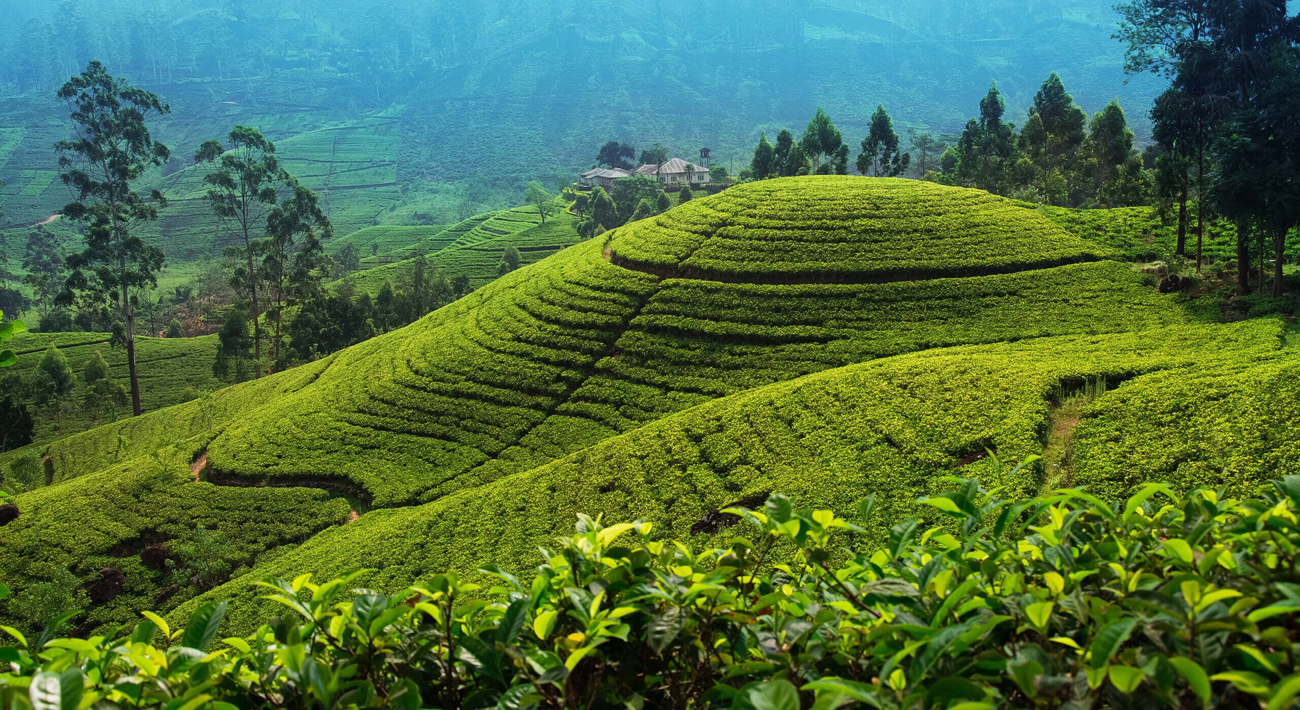 Tea country · Nuwara Eliya